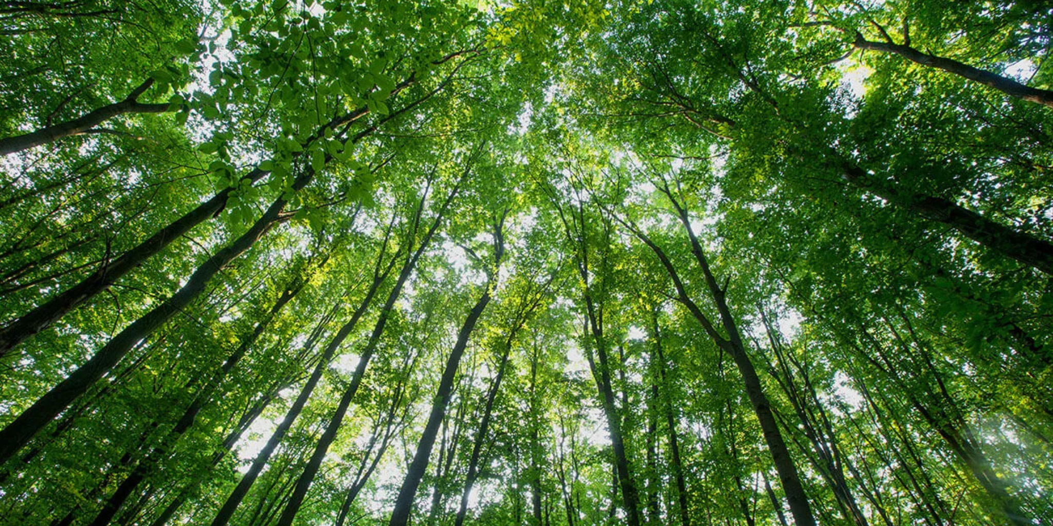 Sustainability - Furniture Choice Malaysia